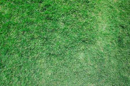 grass texture from a fieldの写真素材