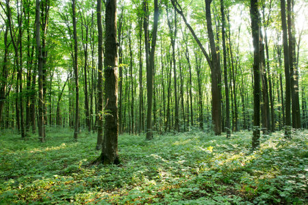 green Forest trees. nature green wood sunlight backgroundsの写真素材
