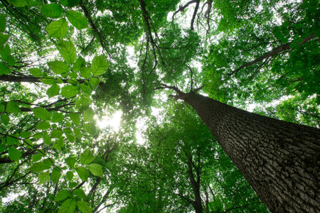 forest trees. nature green wood sunlight backgroundsの写真素材