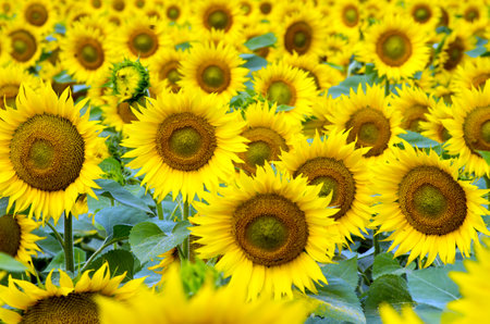 Sunflower field with cloudy blue skyの写真素材