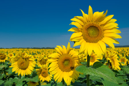 Sunflower field with cloudy blue skyの写真素材