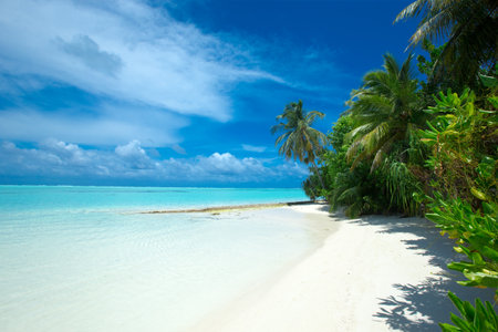 tropical Maldives island with white sandy beach and sea. palmの写真素材