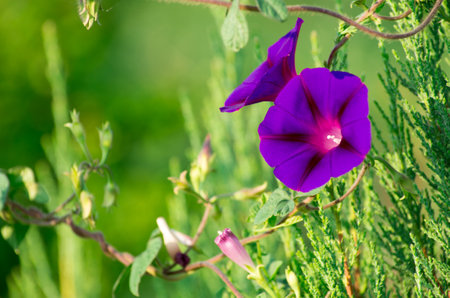 lovely purple flowers on green backgroundの写真素材