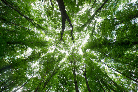 green Forest trees. nature green wood sunlight backgroundsの写真素材
