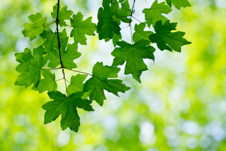 leaves green background in sunny dayの写真素材