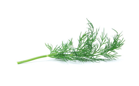 fresh dill on white backgroundの写真素材
