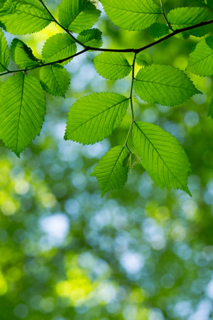 leaves green background in sunny dayの写真素材