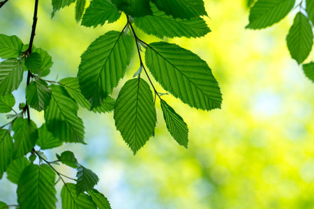 green leaves on the green backgroundsの写真素材