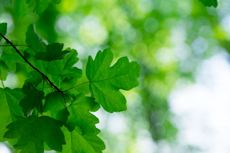 leaves green background in sunny dayの写真素材