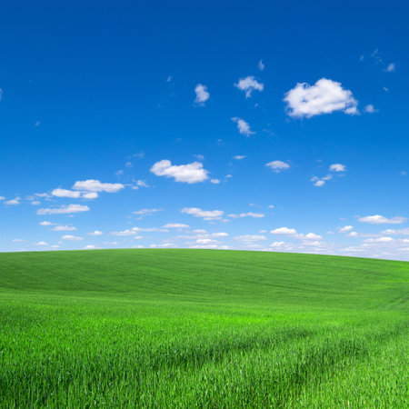 field of grass and perfect skyの写真素材