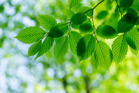 green leaves on the green backgroundsの写真素材