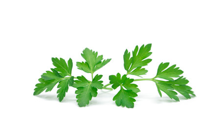 fresh parsley leaf. Parsley leaf isolated on white.の写真素材