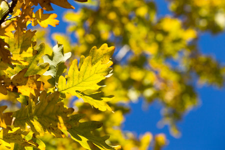 autumn leaves. Colorful foliage in the park. Fall season concept. maple leaves with blurry blue background.の写真素材