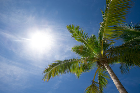 Palm trees against blue sky, Palm trees at tropical coastの写真素材