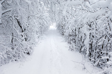 Winter forest and the road. winter landscapeの写真素材