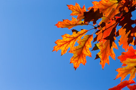 autumn leaves. Colorful foliage in the park. Fall season concept. maple leaves with blurry blue background.の写真素材
