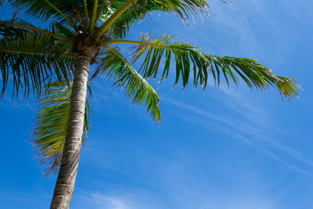 Palm trees against blue sky, Palm trees at tropical coastの写真素材