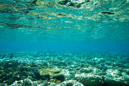 Tranquil underwater scene with copy spaceの写真素材