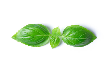 Green basil leaves isolated on white backgroundの写真素材