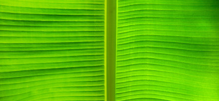 green leaf texture of a plant close upの写真素材