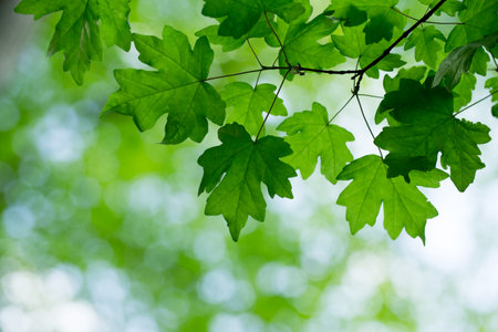 green leaves on the green backgrounds