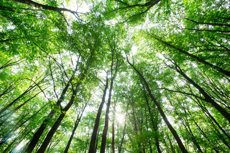Forest trees. nature green wood sunlight backgrounds