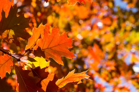 Autumn leaves. Colorful foliage in the park. Fall season concept. maple leaves with blurry blue...