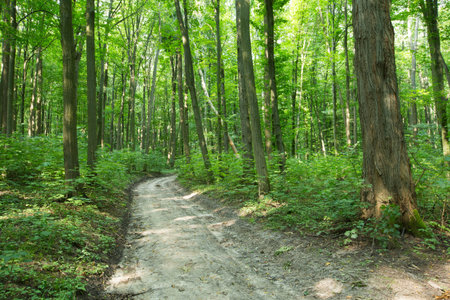 Forest trees. nature green wood sunlight backgrounds