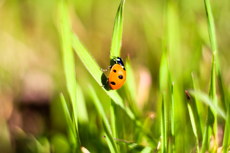 ladybug on grass
