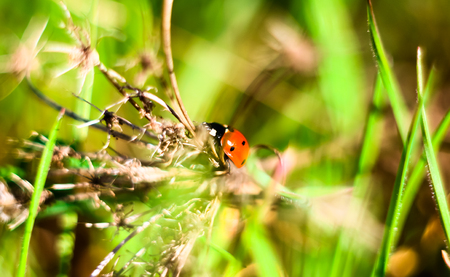 ladybug on grassの写真素材