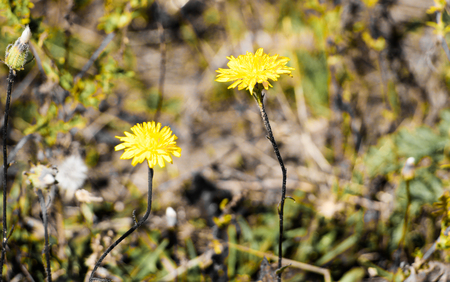 Yellow dandelionの写真素材