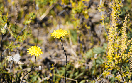 Yellow dandelionの写真素材