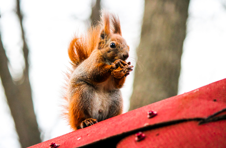 Squirrel on the roofの写真素材