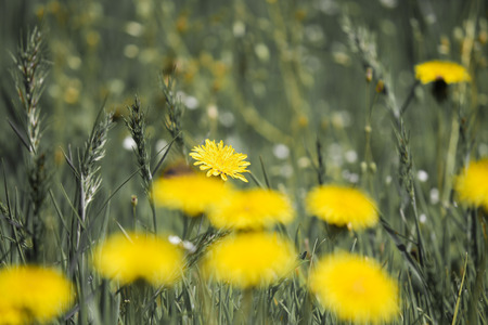 Glade of dandelionsの写真素材
