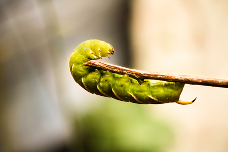 Green caterpillarの写真素材