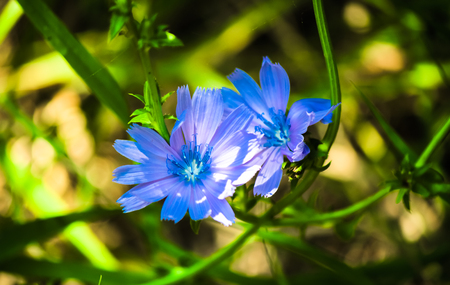 Pair of blue flowersの写真素材