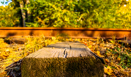 Rails and sleepers in the forestの写真素材