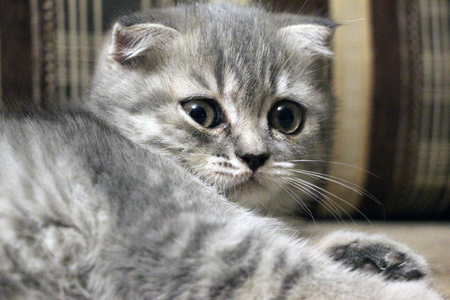 Gray kitten lies and restsの写真素材