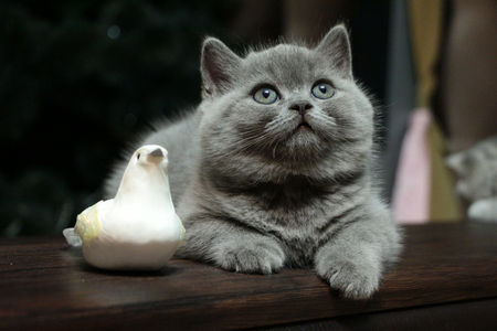 The kitten is photographed with a toyの写真素材