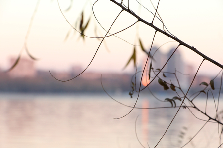 Tree branch on the river bankの写真素材