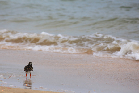 Seagull looks at the waves on the seashore