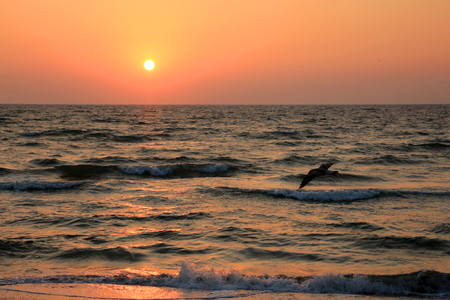 Bird over the sea at sunsetの写真素材