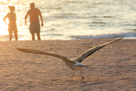 The flight of seagulls on the sandの写真素材