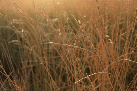 Field and beautyの写真素材