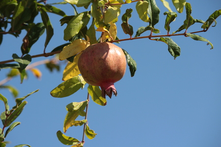 Pomegranate on a tree branchの写真素材