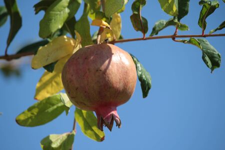 Pomegranate on a tree branchの写真素材