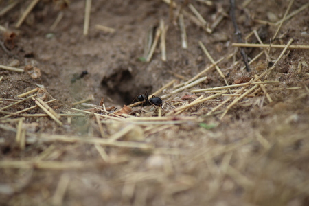 The ant goes into the holeの写真素材