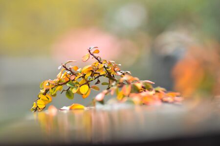 Beautiful tree branch in the rain closeupの写真素材