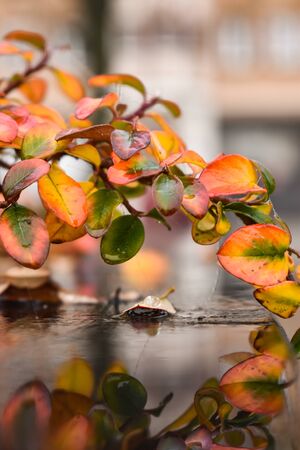 Reflection of bright leaves of a tree on a wet bench