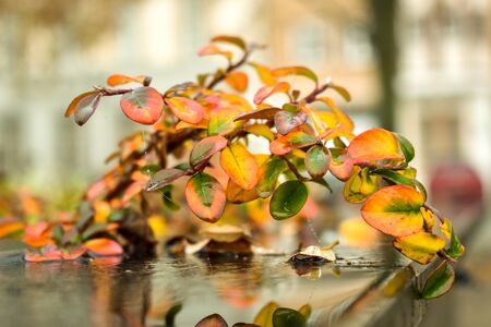 Autumn tree paints in the cityの写真素材